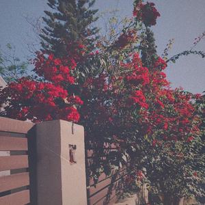 在线a久免费视频
